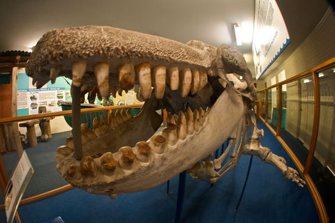 Eden Killer Whale Museum - Accommodation Adelaide 0