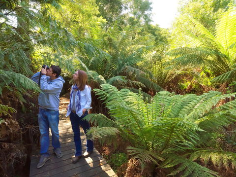 Endeavour Fern Gully Walks - Accommodation Adelaide 0