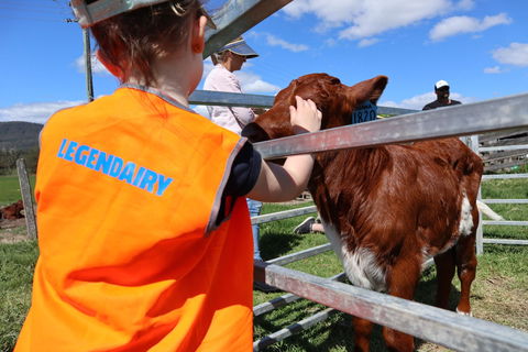 Farm Visit  Dungog - Accommodation Adelaide 0