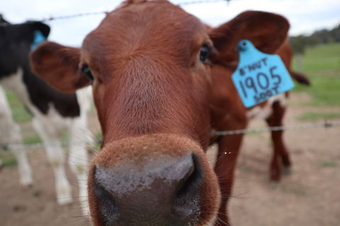 Farm Visit  Dungog - Accommodation Adelaide 2