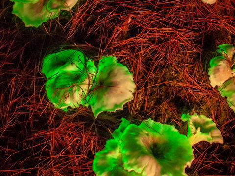 Ghost Mushroom Lane - Accommodation Adelaide 0