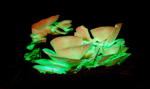 Ghost Mushroom Lane - Accommodation Adelaide 1