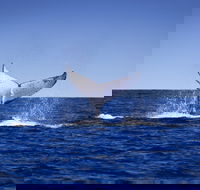 Humpback Whales - Accommodation Adelaide