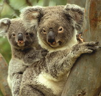 Koalas in Gunnedah - Accommodation Adelaide