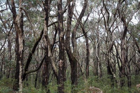 Lookout Hill  Circuit Walk - Accommodation Adelaide 0