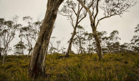 Mountaineer-Glowang Trail - Accommodation Adelaide 0