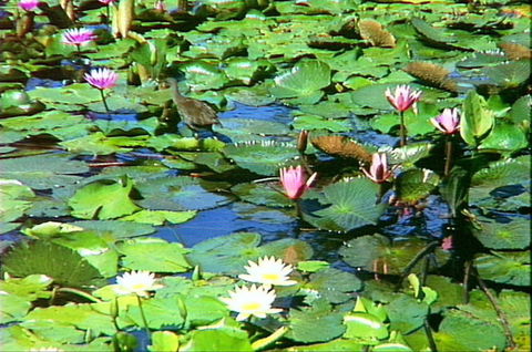 Mt Coot-tha Tourist Drive - Accommodation Adelaide 1