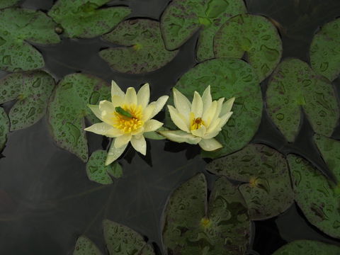 Wallis Creek Water Garden - Accommodation Adelaide 1