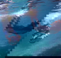 Small-Group Underwater Scooter Experience in Clovelly - Accommodation Adelaide