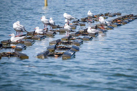 Catch A Crab Tour With Optional Seafood Lunch - Accommodation Adelaide 2