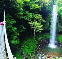 Rainforest  Waterfall Experience - Accommodation Adelaide