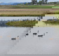 Beardy Waters Dam and Woodlands - Accommodation Adelaide