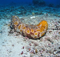 Two Towers Dive Site - Accommodation Adelaide