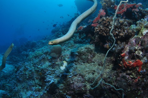 Two Towers Dive Site - Accommodation Adelaide 1