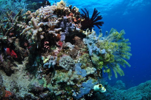 Two Towers Dive Site - Accommodation Adelaide 2