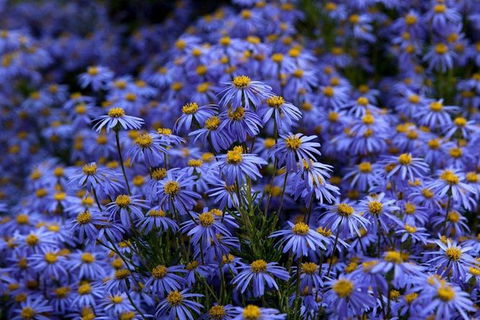 Blue Mountains Botanic Garden And Bilpin Tour From Katoomba With Cider Tasting - Accommodation Adelaide 3