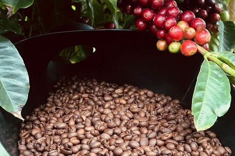 Coffee Farm Tour And Workshop, Byron Bay Hinterland - Accommodation Adelaide 1