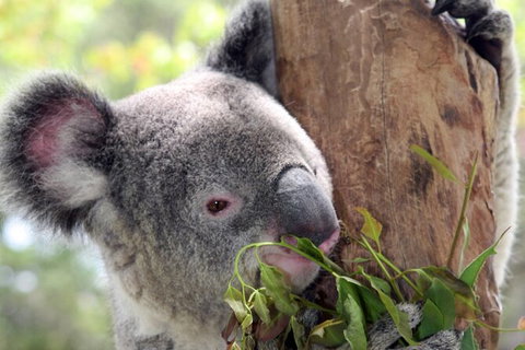 Private 10-hour Tour To Blue Mountains From Sydney - Hotel Pick Up & Drop Off - Accommodation Adelaide 2