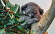 Blue Mountains Highlights, Wildlife Park And Scenic World Full Day Private Tour - thumb 1