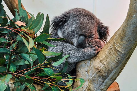 Blue Mountains Highlights, Wildlife Park And Scenic World Full Day Private Tour - Accommodation Adelaide 1