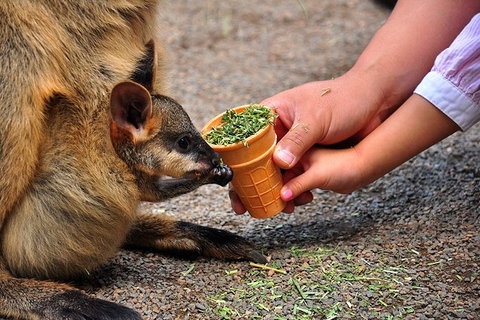 Blue Mountains Highlights, Wildlife Park And Scenic World Full Day Private Tour - Accommodation Adelaide 3