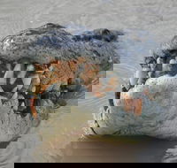 Jumping Crocodile Day Trip from Darwin - Accommodation Adelaide