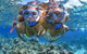 Great Barrier Reef Snorkeling And Diving Cruise From Cairns - thumb 10