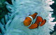 Seastar Luxury Outer Great Barrier Reef Island And Reef Tour From Cairns - thumb 8