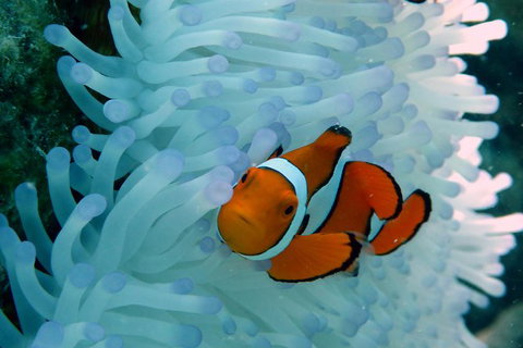 Seastar Luxury Outer Great Barrier Reef Island And Reef Tour From Cairns - Accommodation Adelaide 8