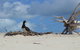 Seastar Luxury Outer Great Barrier Reef Island And Reef Tour From Cairns - thumb 10
