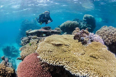 Silverswift Outer Great Barrier Reef Dive And Snorkel Cruise From Cairns - Accommodation Adelaide 3