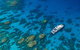 Silverswift Outer Great Barrier Reef Dive And Snorkel Cruise From Cairns - thumb 2