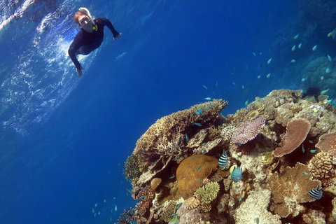 Silverswift Outer Great Barrier Reef Dive And Snorkel Cruise From Cairns - Accommodation Adelaide 7