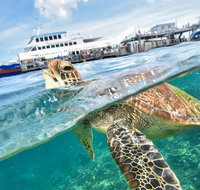 Outer Reef Pontoon Experience from Cairns - Accommodation Adelaide