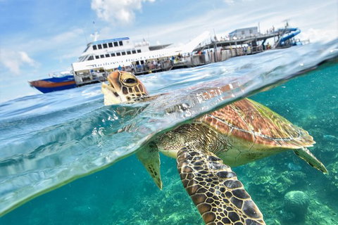Outer Reef Pontoon Experience From Cairns - Accommodation Adelaide 0