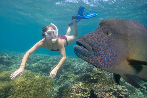 Outer Reef Pontoon Experience From Cairns - Accommodation Adelaide 5