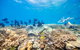 Outer Reef Pontoon Experience From Cairns - thumb 2