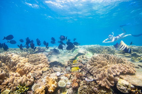 Outer Reef Pontoon Experience From Cairns - Accommodation Adelaide 2