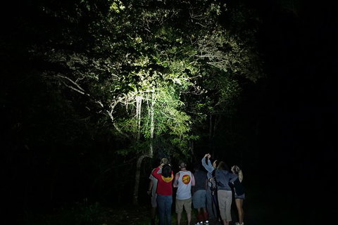 Atherton Tablelands Rain Forest By Night From Cairns - Accommodation Adelaide 9