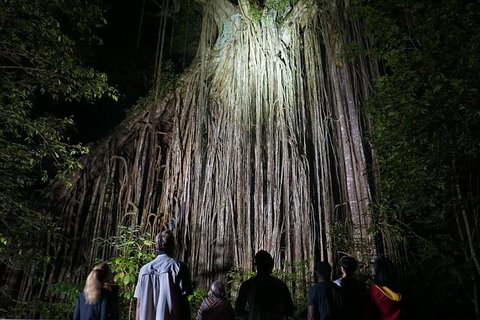 Atherton Tablelands Rain Forest By Night From Cairns - Accommodation Adelaide 3