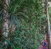 Atherton Tablelands Rain Forest by Night from Cairns - Accommodation Adelaide