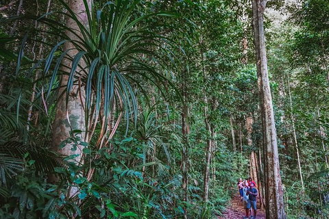 Atherton Tablelands Rain Forest By Night From Cairns - Accommodation Adelaide 0