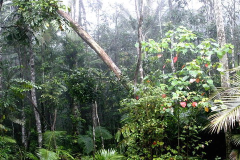 Atherton Tablelands Rain Forest By Night From Cairns - Accommodation Adelaide 4
