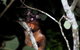 Atherton Tablelands Rain Forest By Night From Cairns - thumb 2