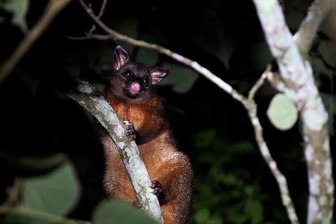 Atherton Tablelands Rain Forest By Night From Cairns - Accommodation Adelaide 2