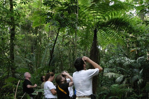 Atherton Tablelands Rain Forest By Night From Cairns - Accommodation Adelaide 6