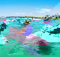 Half Day Dolphin Kayaking and Snorkeling Tour - Accommodation Adelaide