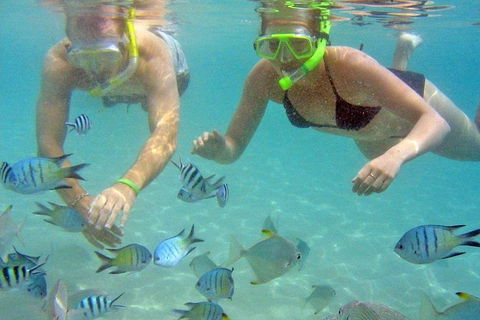 Half Day Dolphin Kayaking And Snorkeling Tour - Accommodation Adelaide 4