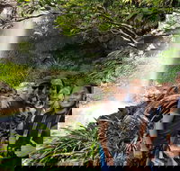 Small group Gold Coast Mountain Tour Springbrook National Park and Mt Tamborine - Accommodation Adelaide