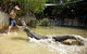 Breakfast With The Koalas At Hartley\'s Crocodile Park From Cairns Or Palm Cove - thumb 2